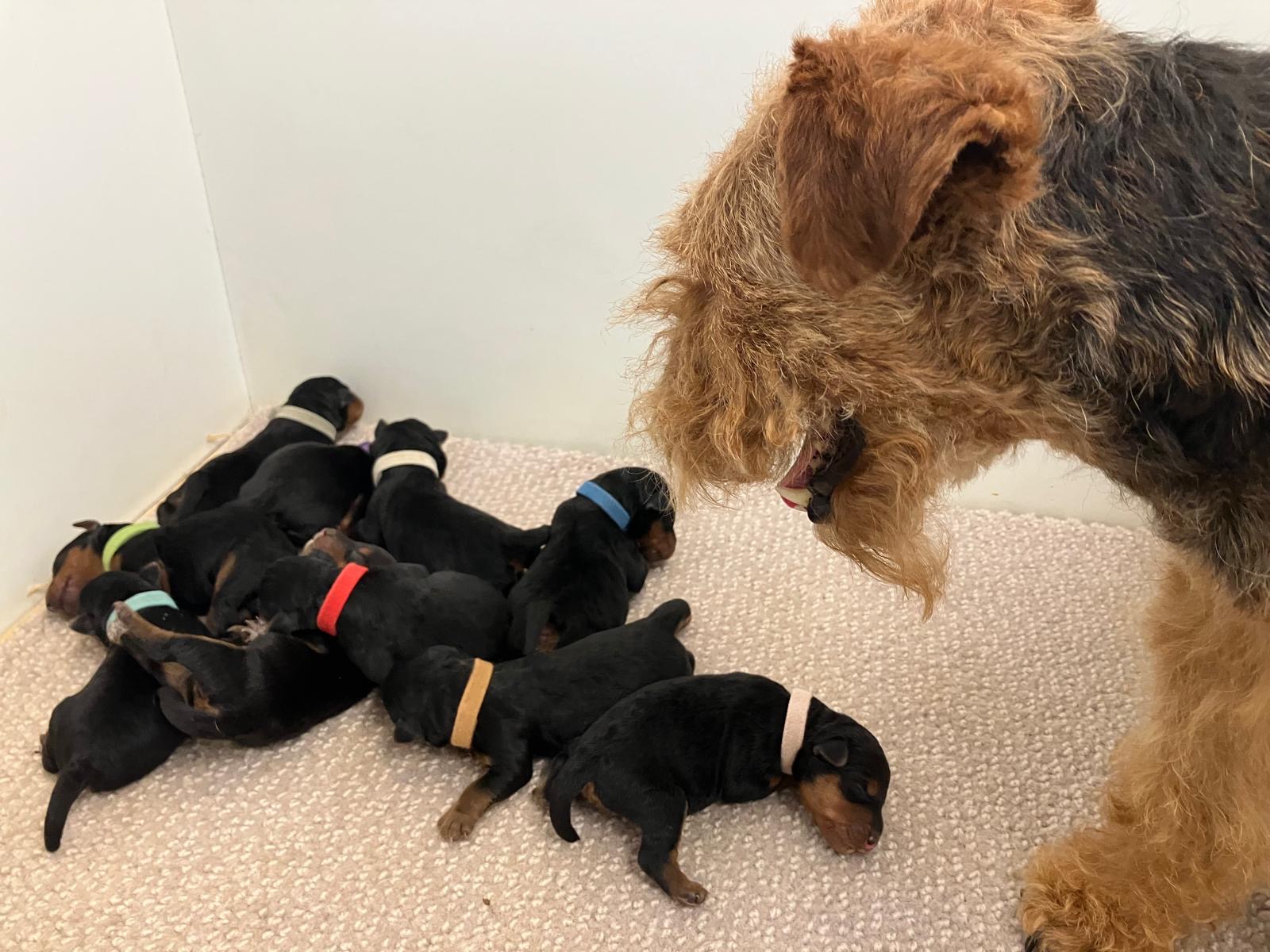 Puppy's geboren op 15 juni 2025!